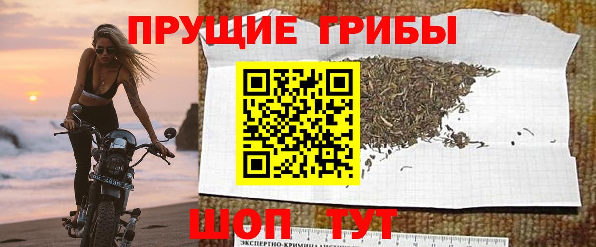 Псилоцибиновые грибы мицелий  Псилоцибиновые грибы GOLDEN TEACHER  Карачаевск 